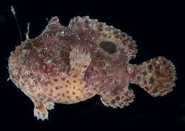 Image of Pink anglerfish