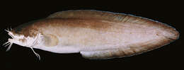 Image of Barbelled eel-pout
