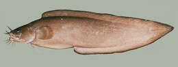 Image of Barbelled eel-pout