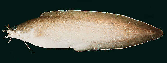 Image of Barbelled eel-pout