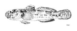 Image of Rock Goby