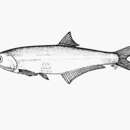 Anchoa mundeola (Gilbert & Pierson 1898) resmi