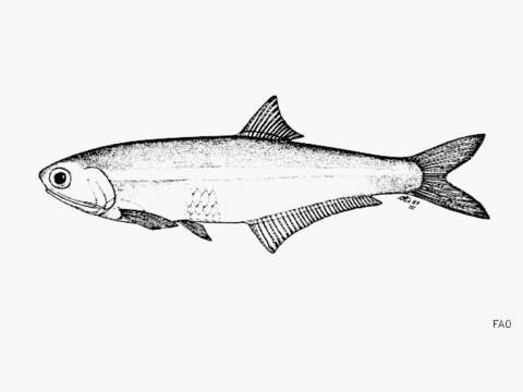 Image of False Panama anchovy