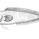 Dinematichthys iluocoeteoides Bleeker 1855的圖片