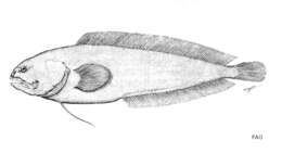 Image of Dinematichthys Bleeker 1855