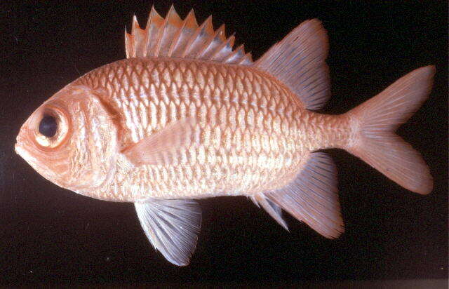 Image of Blacktip Soldierfish