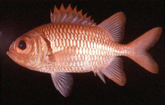 Image of Blacktip Soldierfish