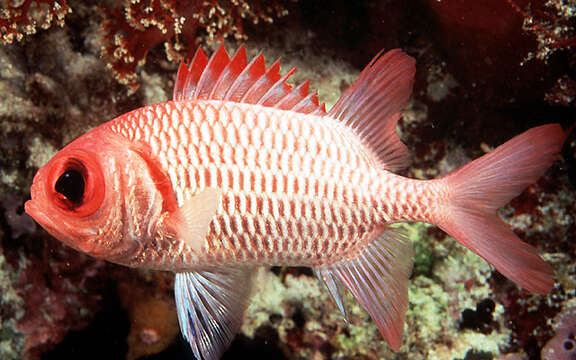 Image of Blacktip Soldierfish