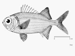 Image of Epaulette soldierfish