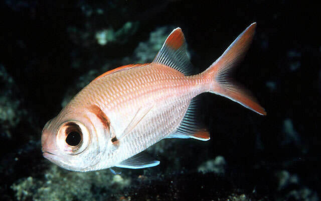 Image of Epaulette soldierfish