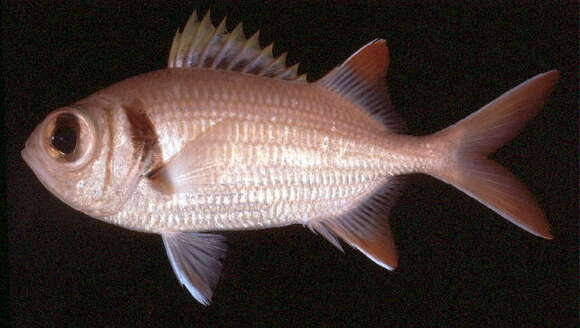 Image of Epaulette soldierfish