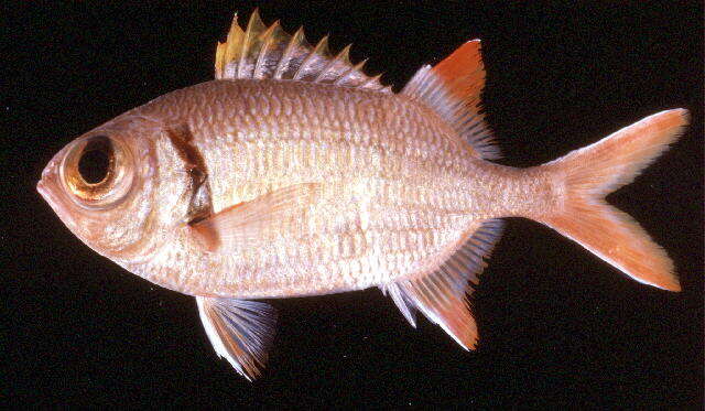 Image of Epaulette soldierfish