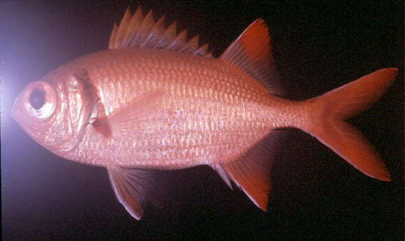 Image of Epaulette soldierfish