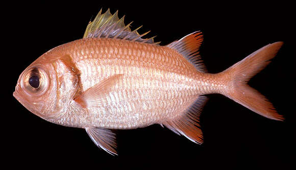 Image of Epaulette soldierfish