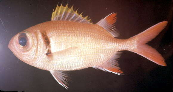 Image of Epaulette soldierfish