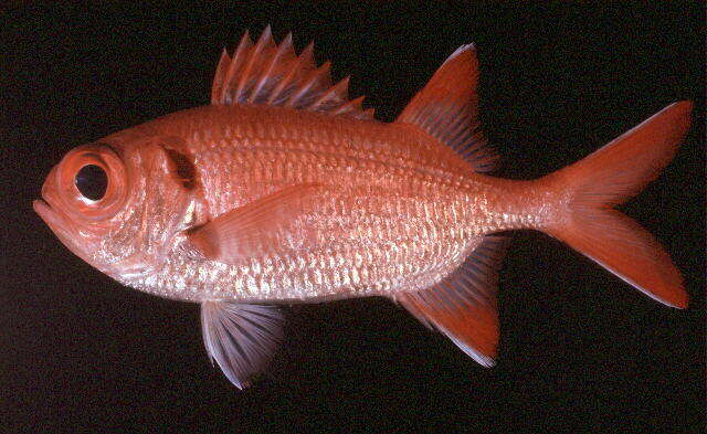 Image of Big Eye Soldierfish