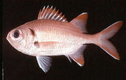Image of Big Eye Soldierfish