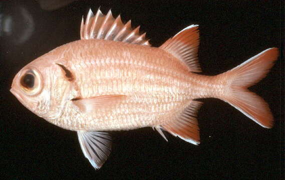 Image of Big Eye Soldierfish