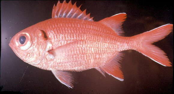 Image of Big Eye Soldierfish