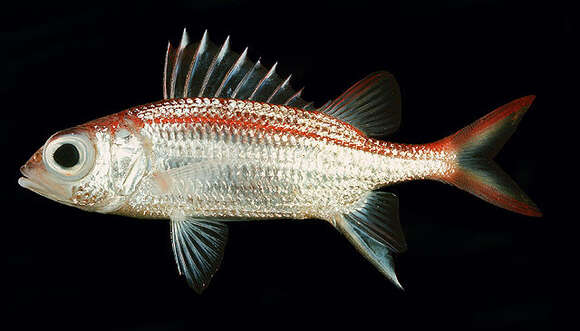 Image of Blackfin Squirrelfish