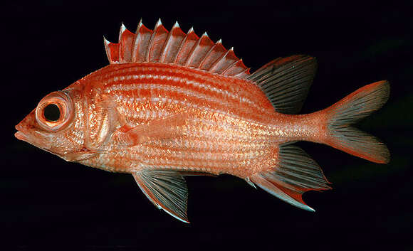 Image of Pink squirrelfish