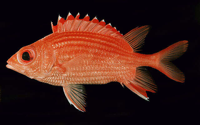 Image of Pink squirrelfish