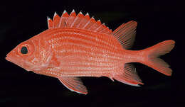 Image of Pink squirrelfish