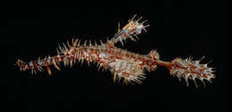 Image of Ornate ghost pipefish