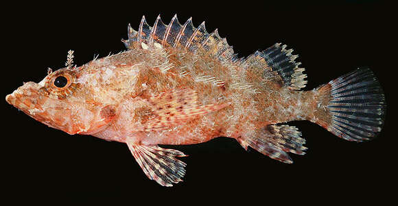 Image of Long-fingered scorpionfish