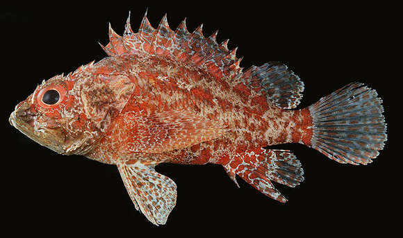 Image of Pygmy rockcod