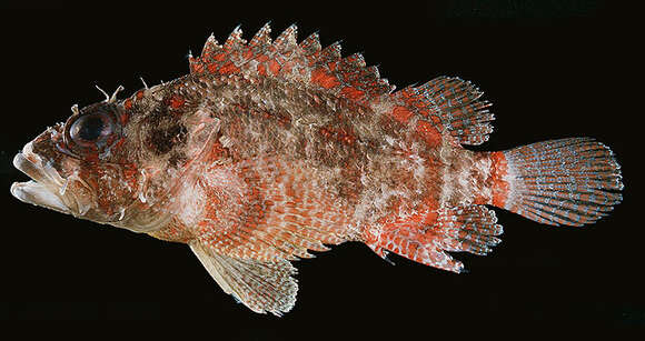 Image of Pygmy rockcod