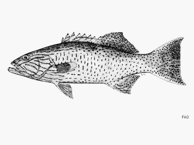 Image of Highfin coralgrouper