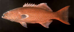 Image of Highfin coralgrouper