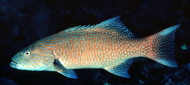 Image of Highfin coralgrouper