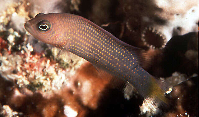 Image de Pseudochromis marshallensis Schultz 1953