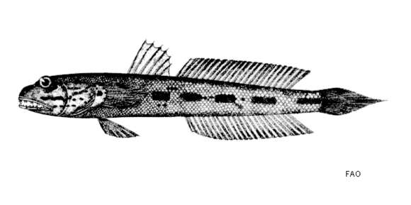 Image of Apocryptodon