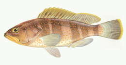 Imagem de Epinephelus awoara (Temminck & Schlegel 1842)