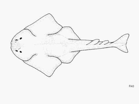 Image of Japanese Angelshark