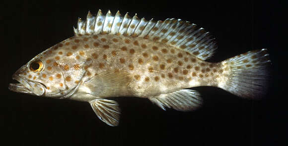 Image of Duskytail grouper