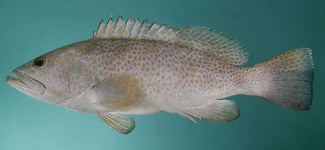 Image of Duskytail grouper