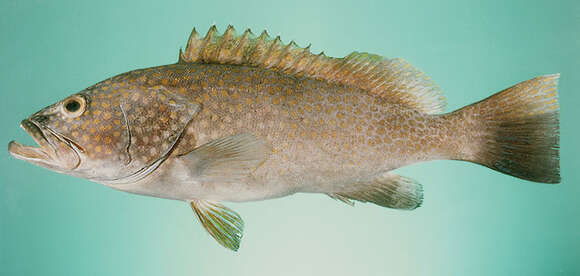 Image of Duskytail grouper