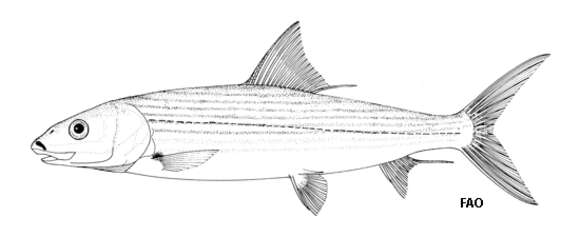 Plancia ëd Albula nemoptera (Fowler 1911)