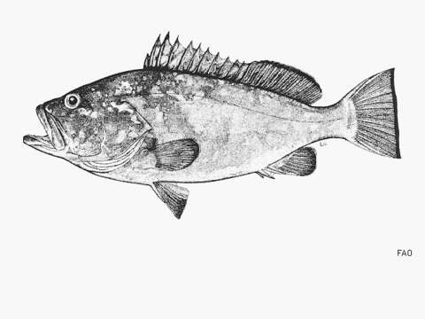 Image of Darwin grouper