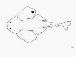 Image of Clouded Angelshark