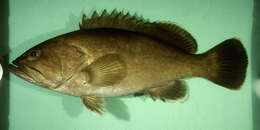 Image of Black-spotted Grouper