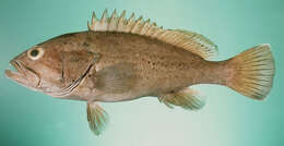 Image of Black-spotted Grouper