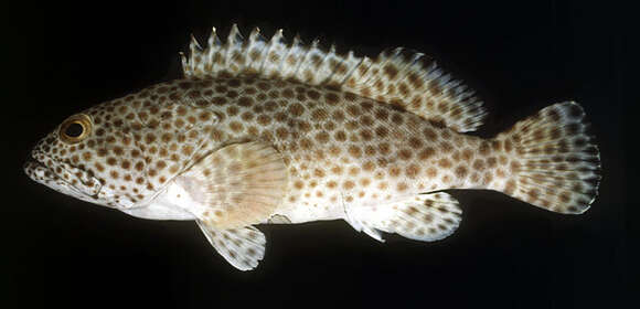 Image of Barred-chest Grouper