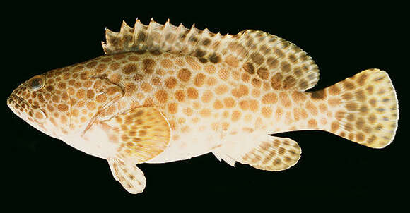 Image of Barred-chest Grouper