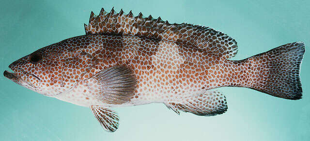 Imagem de Epinephelus gabriellae Randall & Heemstra 1991