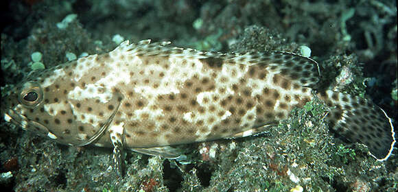 Imagem de Epinephelus howlandi (Günther 1873)